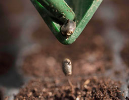 Seed Sowing
