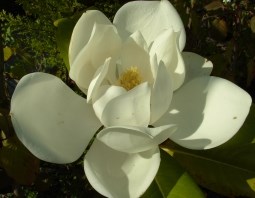 Magnolia Grandiflora Exmouth