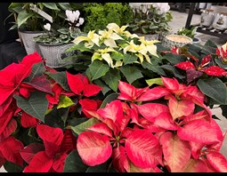 Poinsettia Landscape