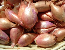 SHALLOTS