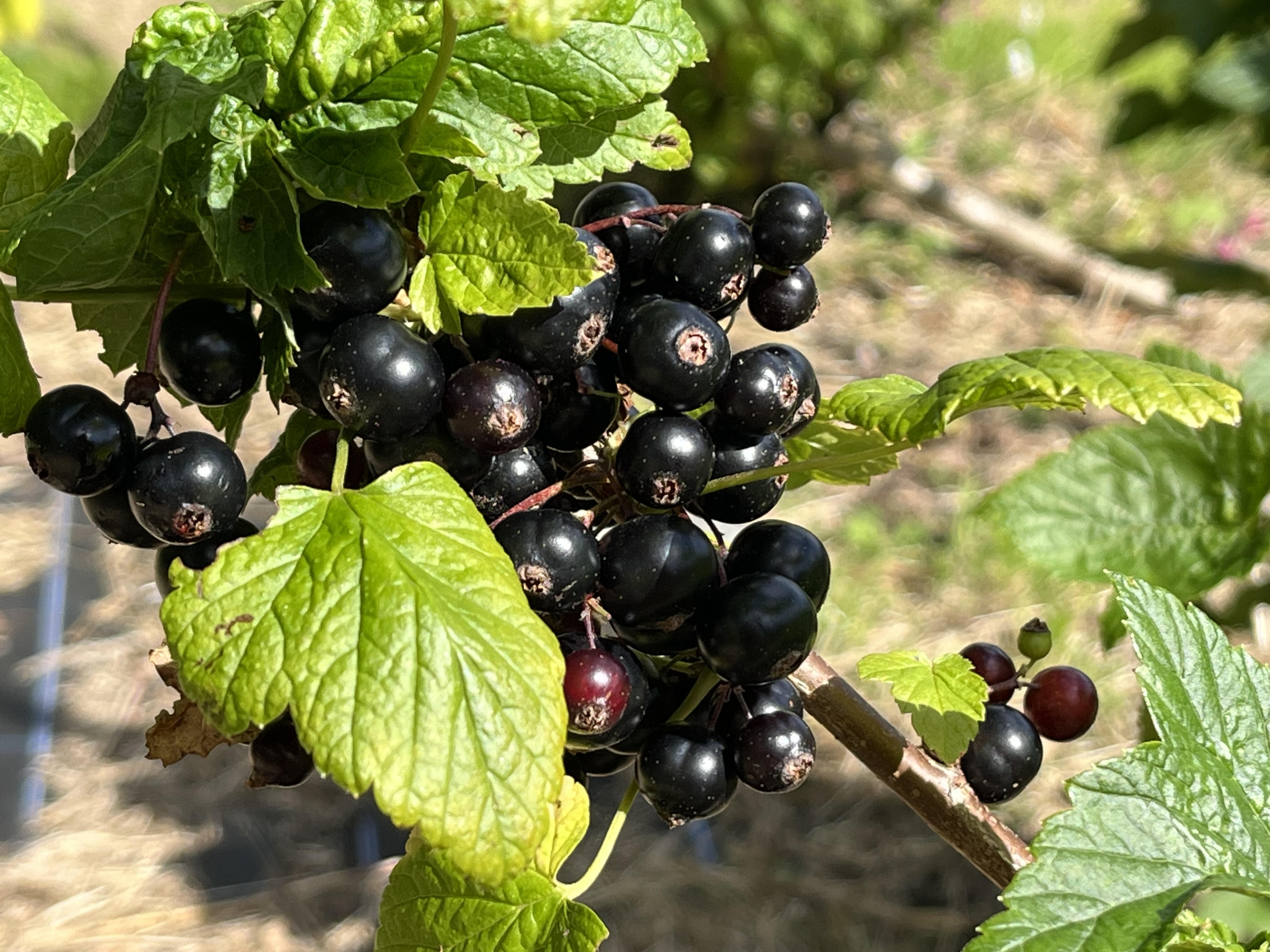 Blackcurrants