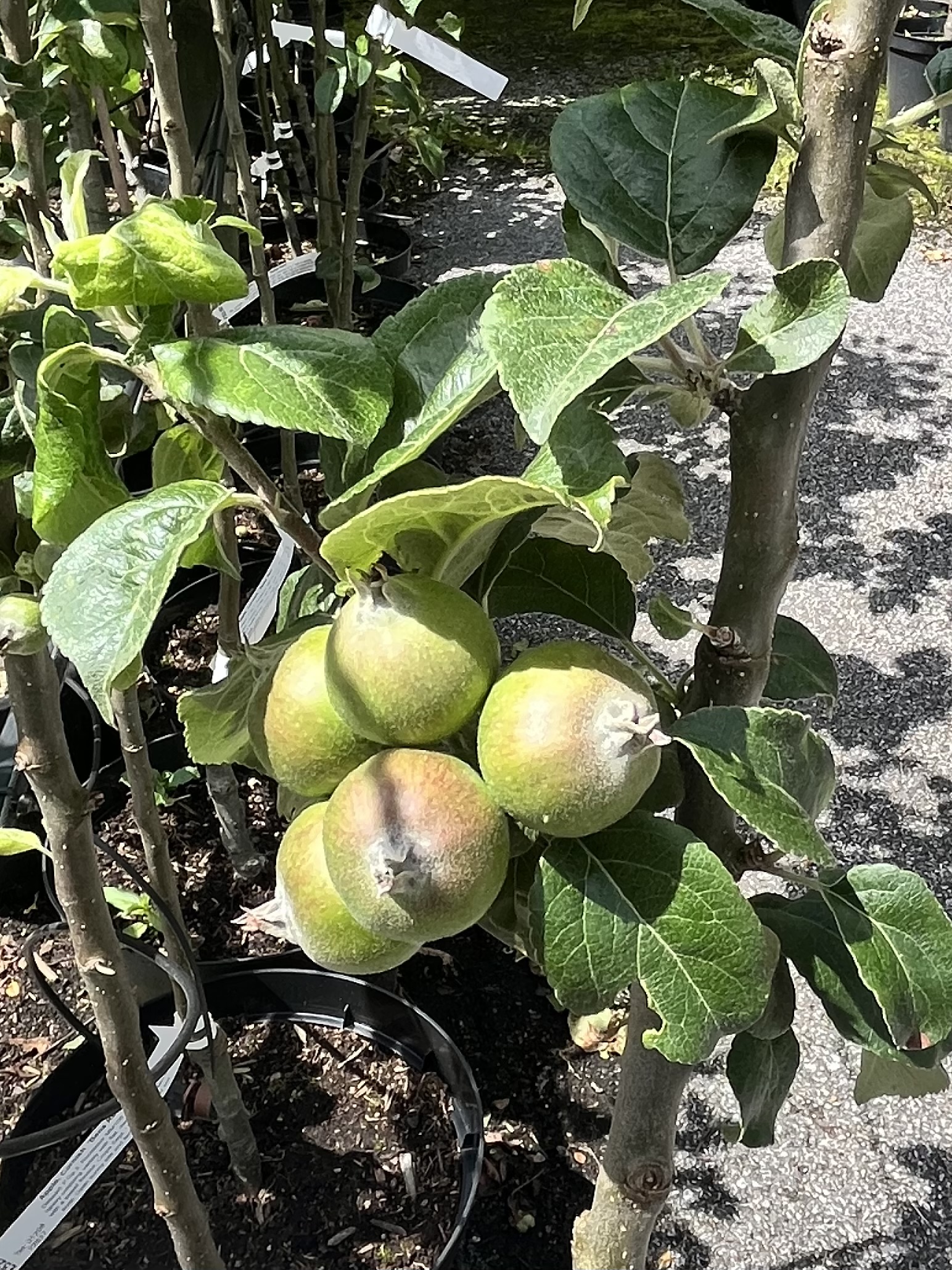 Apples For Thinning