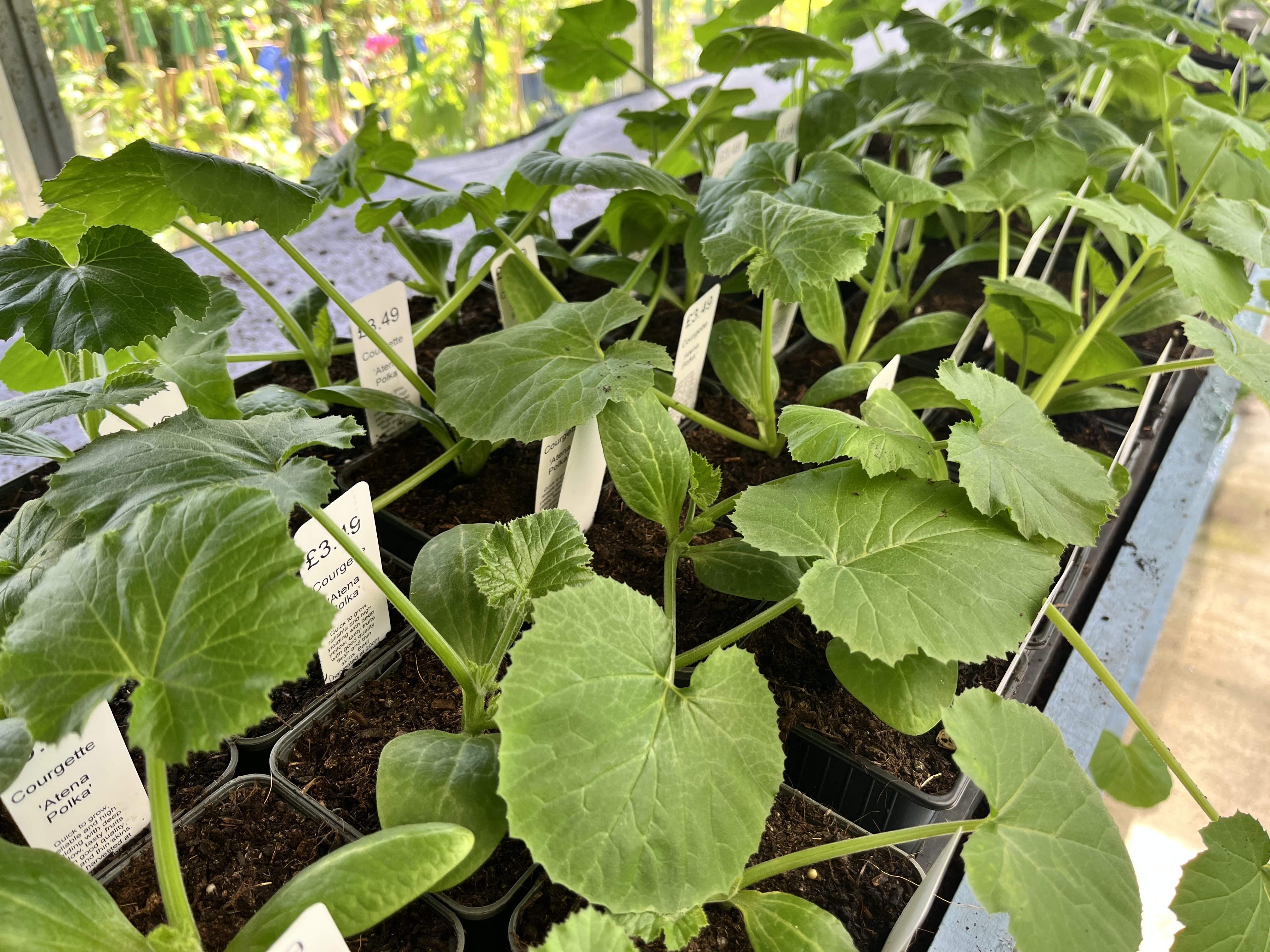 COURGETTES