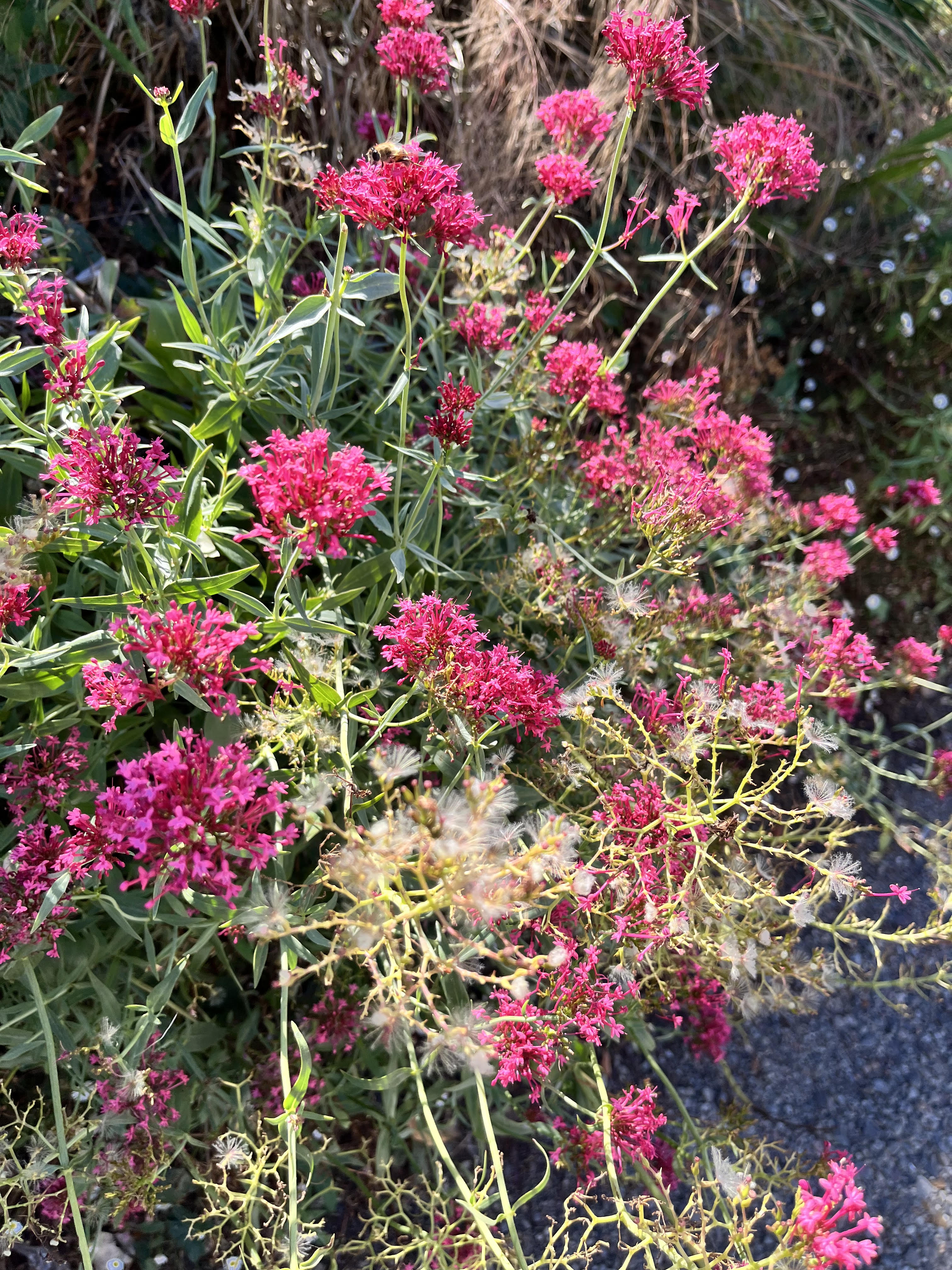Centranthus Seeds