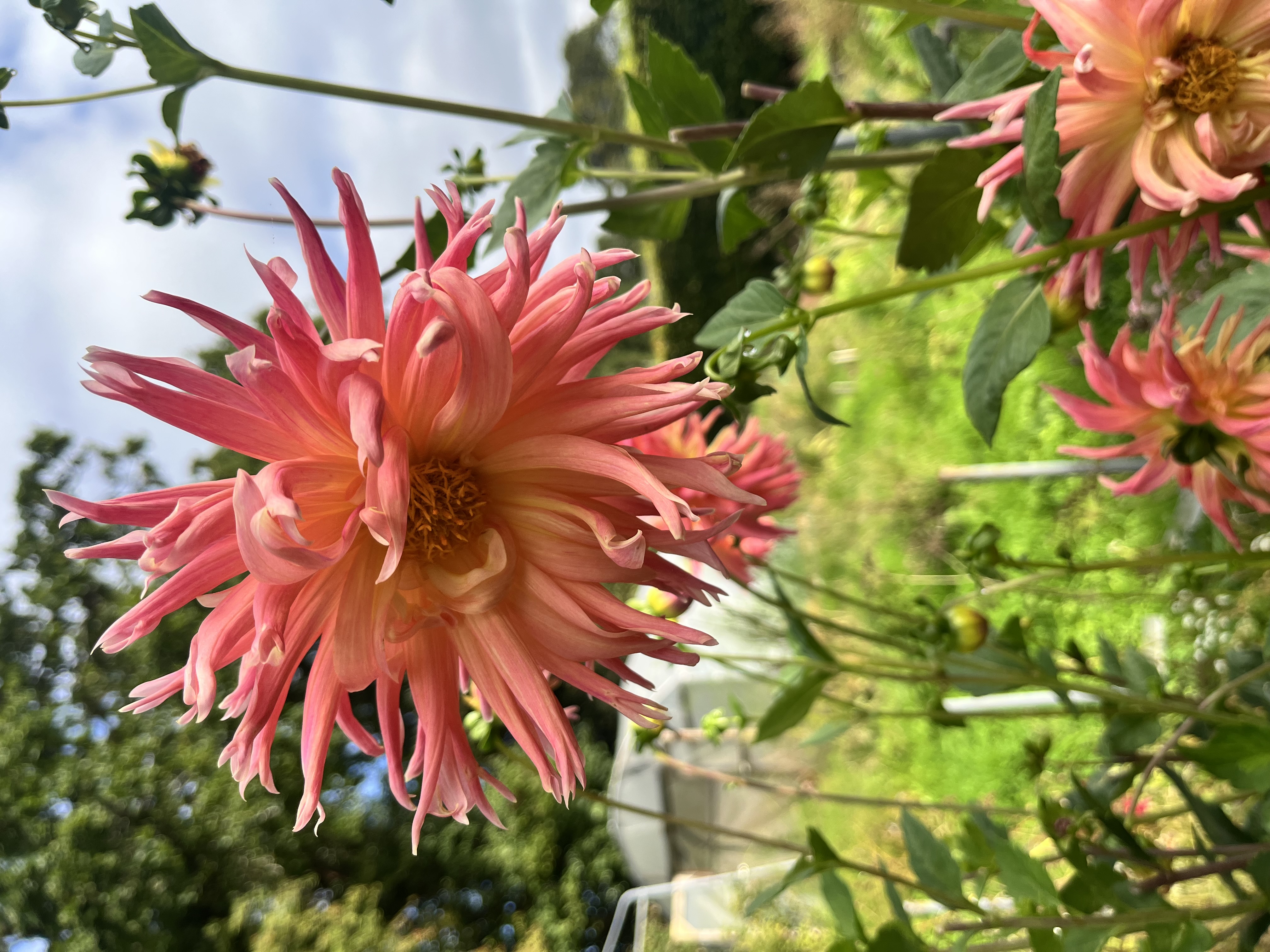 OCTOBER DAHLIA