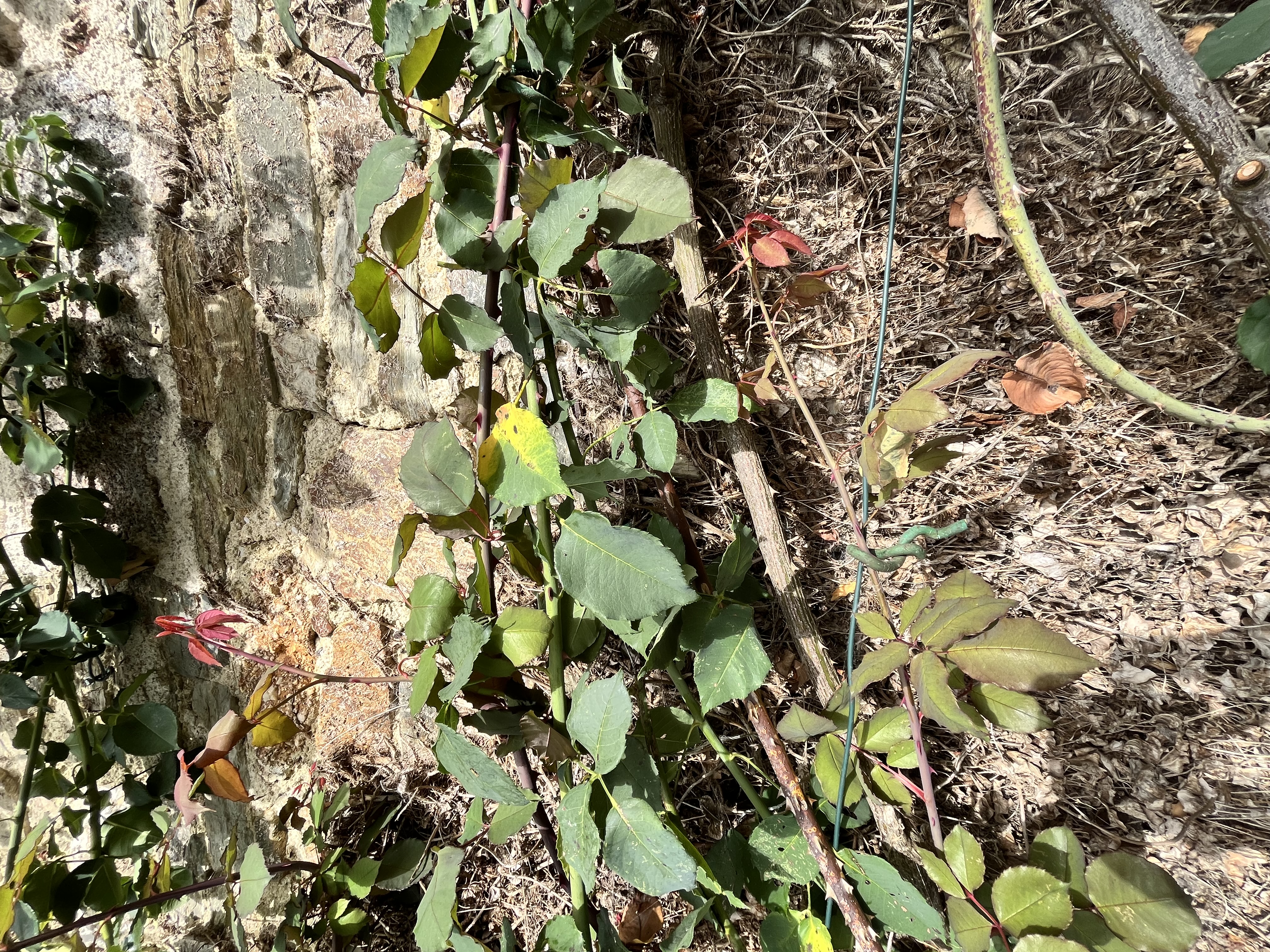 OCTOBER ROSES TIE IN