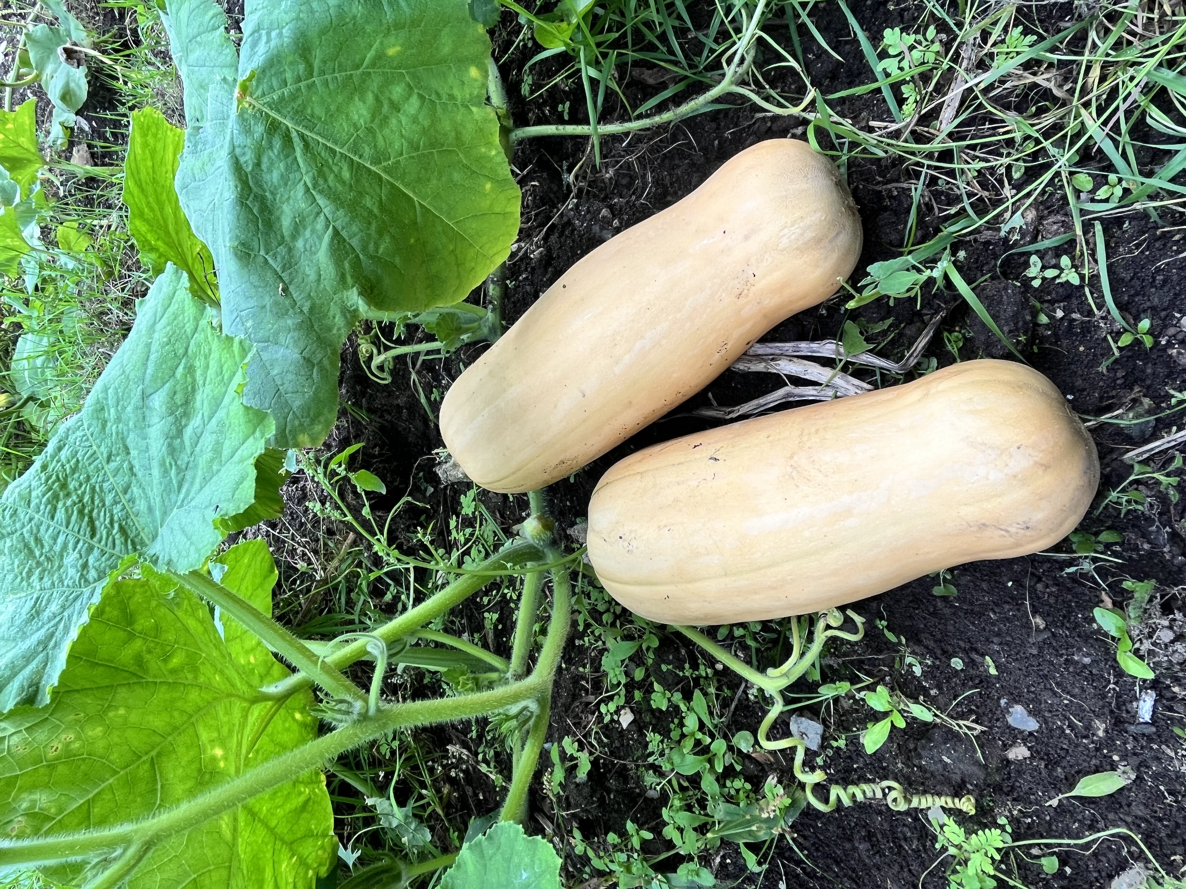 OCTOBER SQUASH